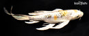 9.25" KIN KIKOKURYU BUTTERFLY