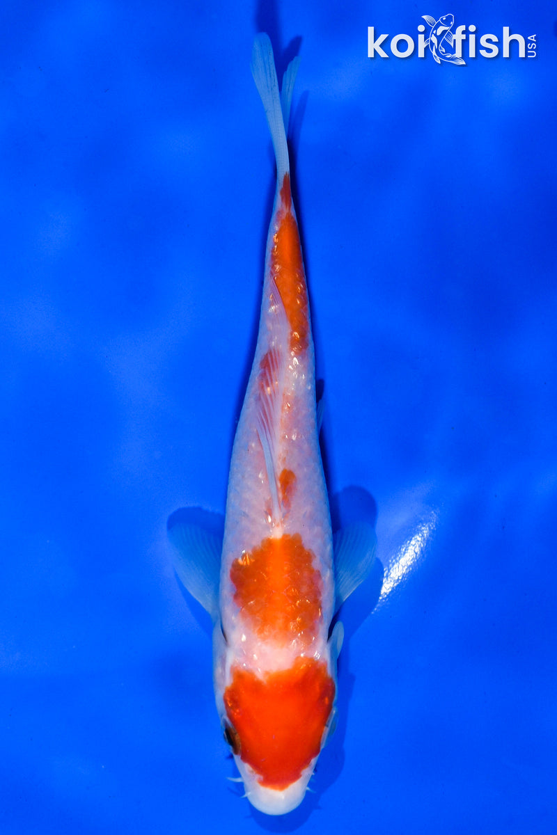 5" GINRIN KOHAKU