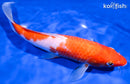 9.75" NIDAN KOHAKU