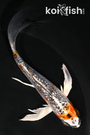 5.5" GINRIN KUJAKU BUTTERFLY