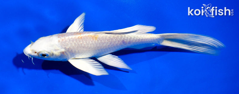5.5" GINRIN PLATINUM OGON BUTTERFLY