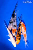 PACK OF (5) 4-5" STANDARD KOI