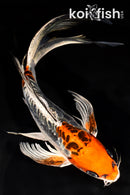 10" ARAGOKE BENI KIKOKURYU BUTTERFLY