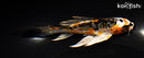 5.25" ARAGOKE BENI KIKOKURYU BUTTERFLY
