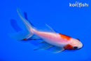 5.5" WATONAI GOLDFISH
