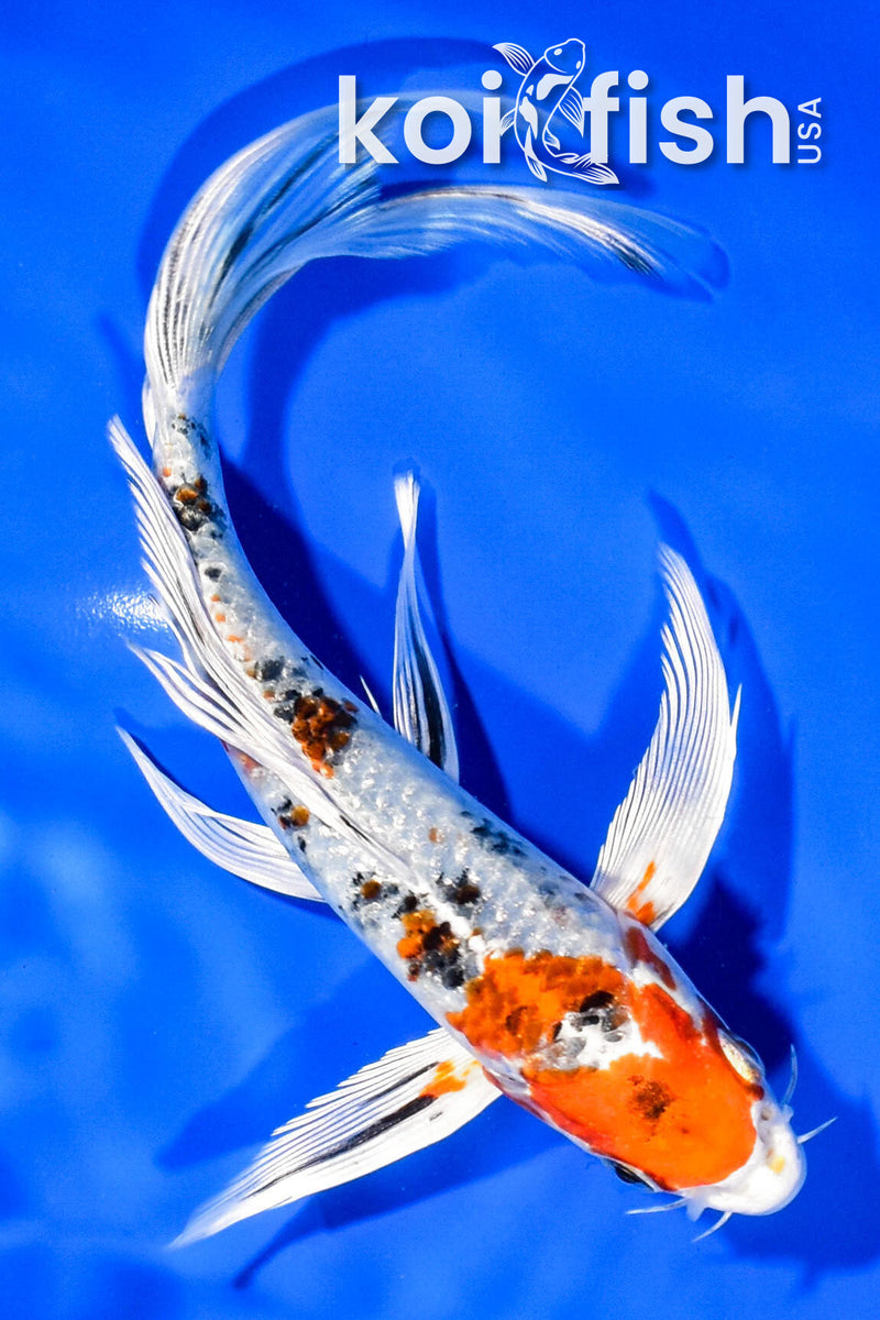 7.75" YAMATO NISHIKI BUTTERFLY