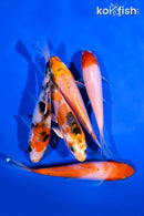 PACK OF (5) 4-5" STANDARD KOI