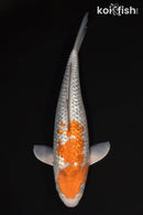 14.5" GINRIN OCHIBA SHIGURE