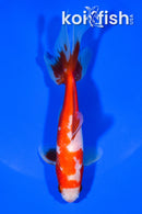 5.25" WAKIN GOLDFISH