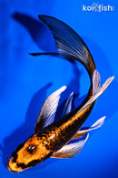 6" ORENJI MATSUBA BUTTERFLY