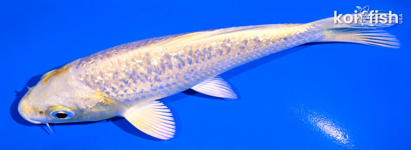 5.25" GINRIN YAMABUKI OGON