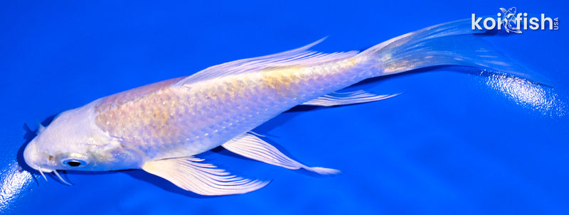 5.75" LEMON HARIWAKE BUTTERFLY