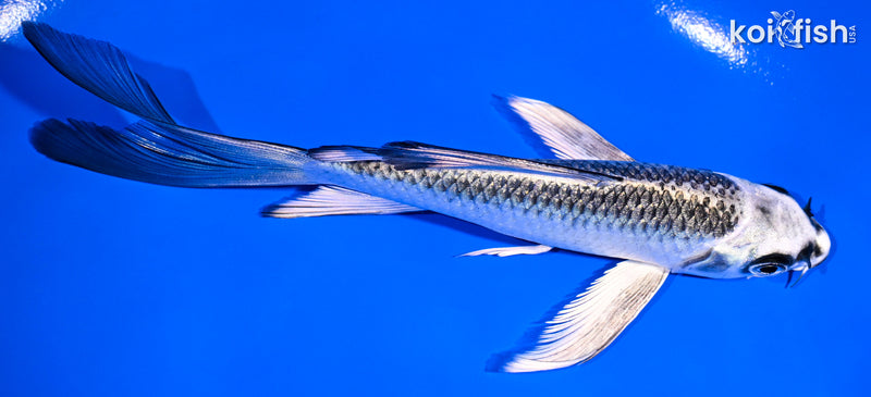 5.5" GINGA BUTTERFLY