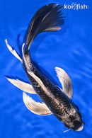 9.25" GINGA BUTTERFLY