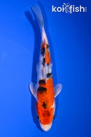 6.5" YAMATO NISHIKI