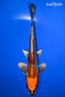 10.25" BENI GINGA