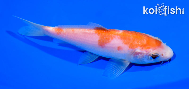 5.5" KOHAKU
