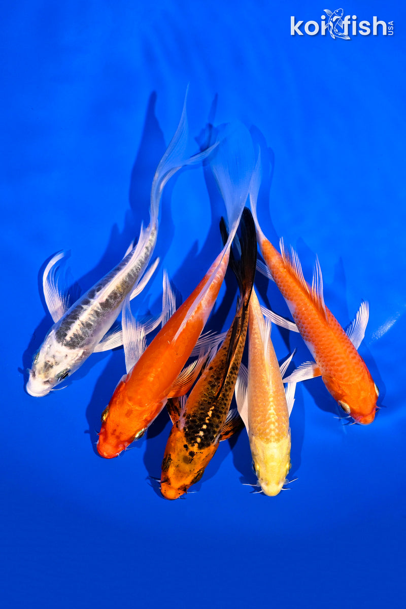 PACK OF (5) 4.5-6" BUTTERFLY KOI