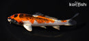 5.75" KUJAKU