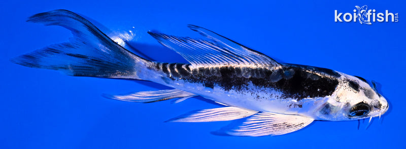 5.5" KIKOKURYU BUTTERFLY