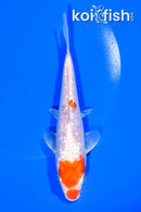 5.75" GINRIN HARIWAKE