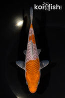 6.25" OCHIBA SHIGURE