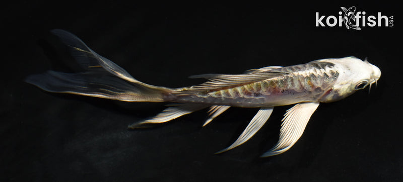 5" ARAGOKE BENI KIKOKURYU BUTTERFLY