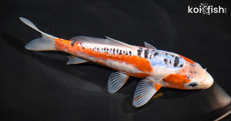 9" ARAGOKE HI SHUSUI