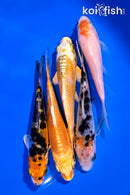 PACK OF (5) 4-5" STANDARD KOI