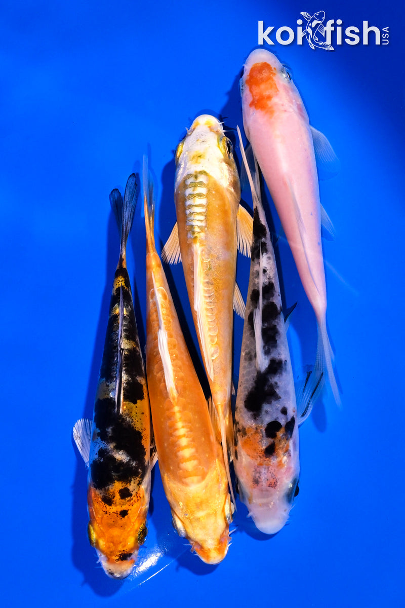 PACK OF (5) 4-5" STANDARD KOI