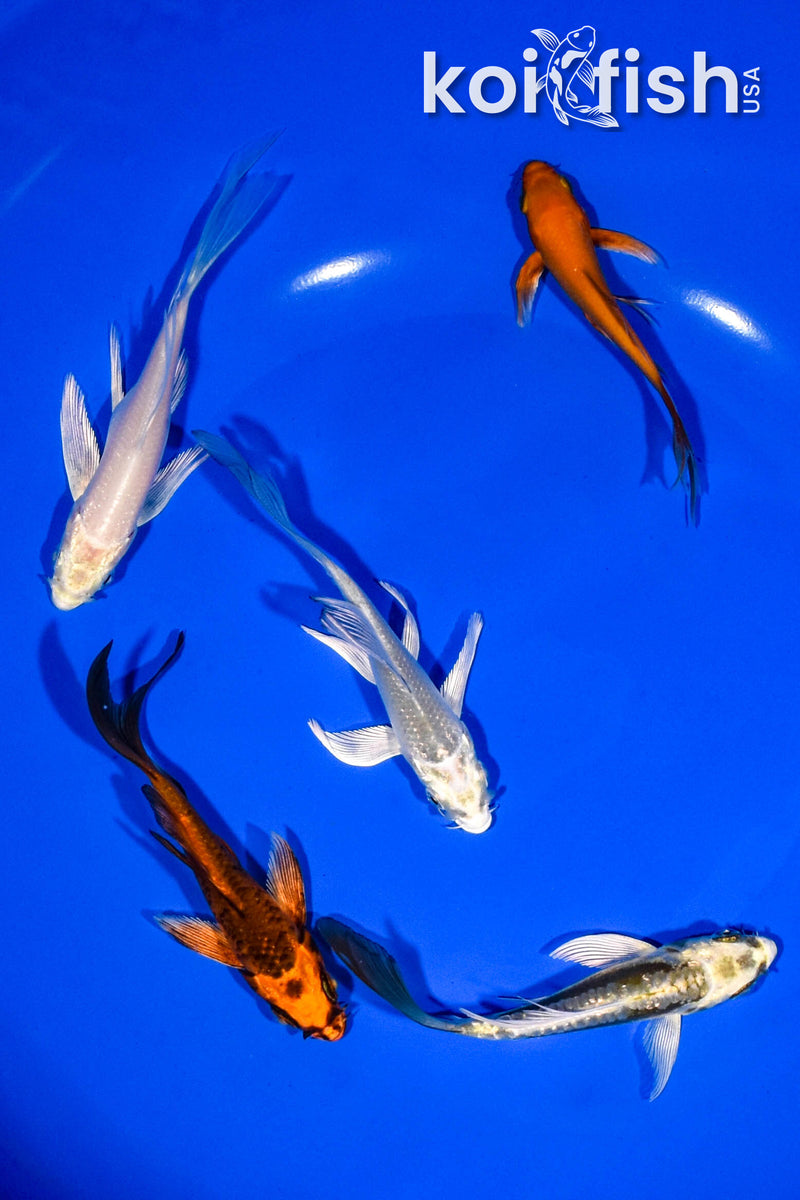 PACK OF (5) 3-4" BUTTERFLY KOI