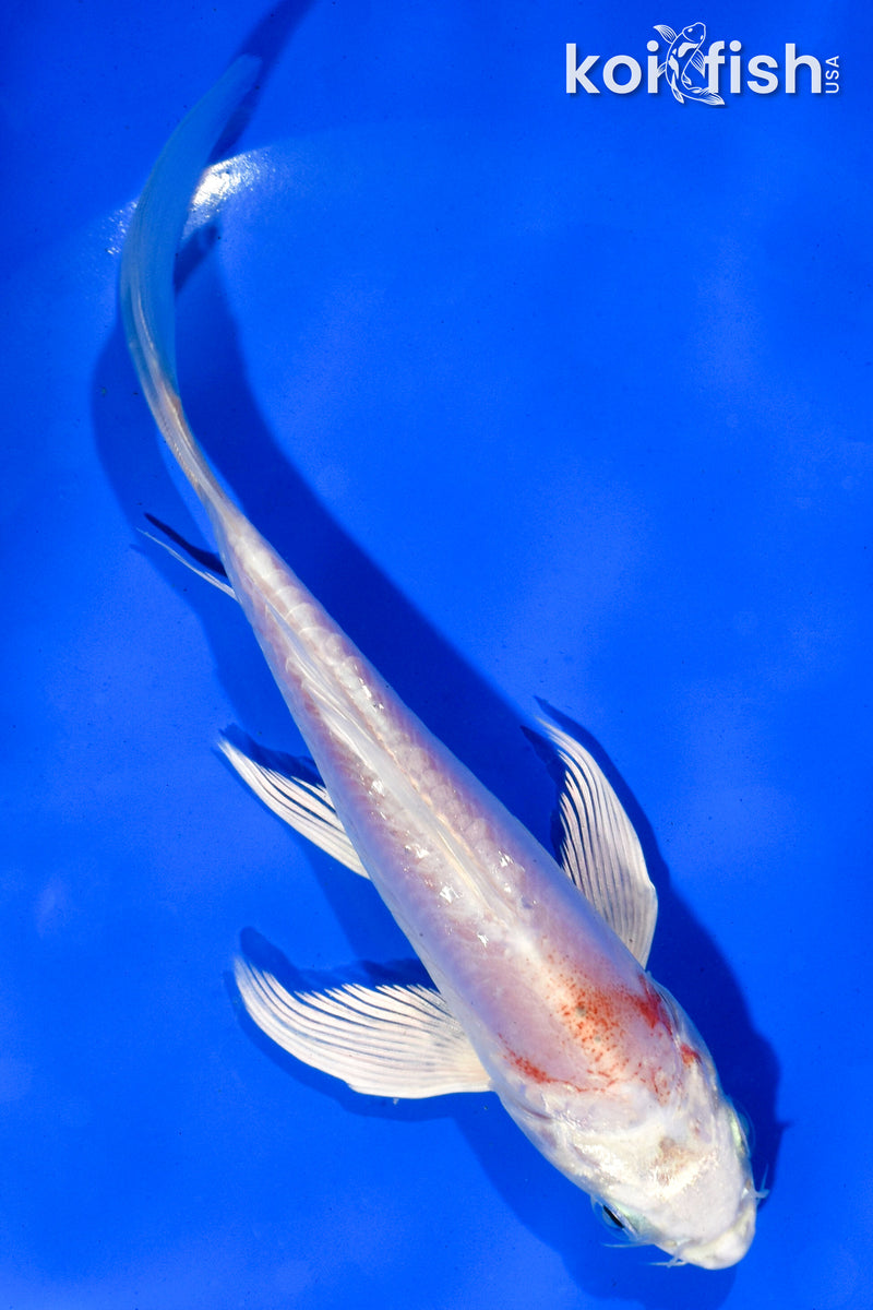 5.5" DOITSU HARIWAKE BUTTERFLY