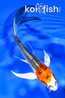 5.25" ARAGOKE BENI KIKOKURYU BUTTERFLY