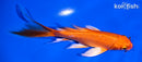 5.25" ORENJI OGON BUTTERFLY