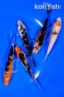 PACK OF (5) 4-4.5" MIXED STANDARD KOI