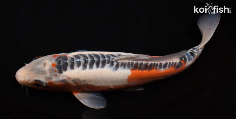 11" SHUSUI