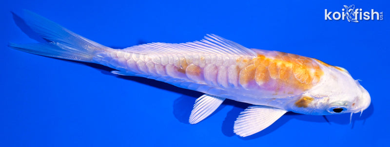 4.25" ARAGOKE LEMON HARIWAKE