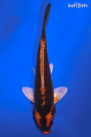 5.5" BENI GINGA