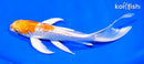 7.5" GINRIN HARIWAKE BUTTERFLY