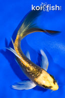 5" GINRIN KI MATSUBA BUTTERFLY