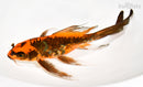 9" ARAGOKE BENI KIKOKURYU BUTTERFLY