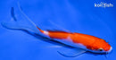 5.75" KOHAKU BUTTERFLY