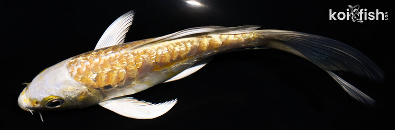 5.5" GINRIN ARAGOKE YAMABUKI OGON BUTTERFLY