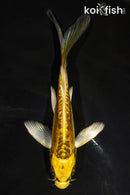 5.5" KIN KIKOKURYU BUTTERFLY