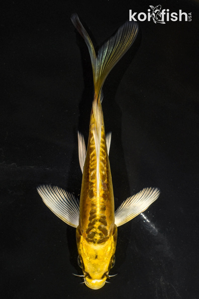 5.5" KIN KIKOKURYU BUTTERFLY