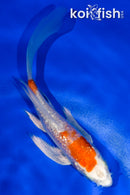 4.5" GINRIN HARIWAKE BUTTERFLY