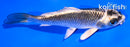 4.5" GINGA