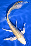 10.5" GINRIN YAMABUKI OGON BUTTERFLY