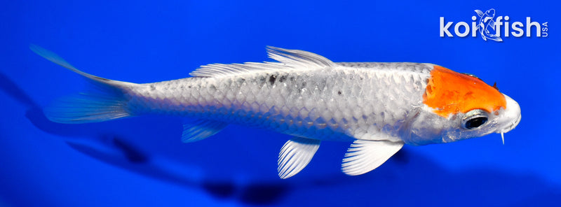 5.25" TANCHO YAMATO NISHIKI
