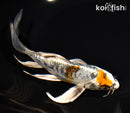 6.75" BENI KIKOKURYU BUTTERFLY